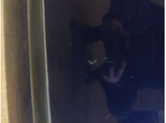 Recambio de puerta trasera izquierda para peugeot 307 (s1) xt referencia OEM IAM    2