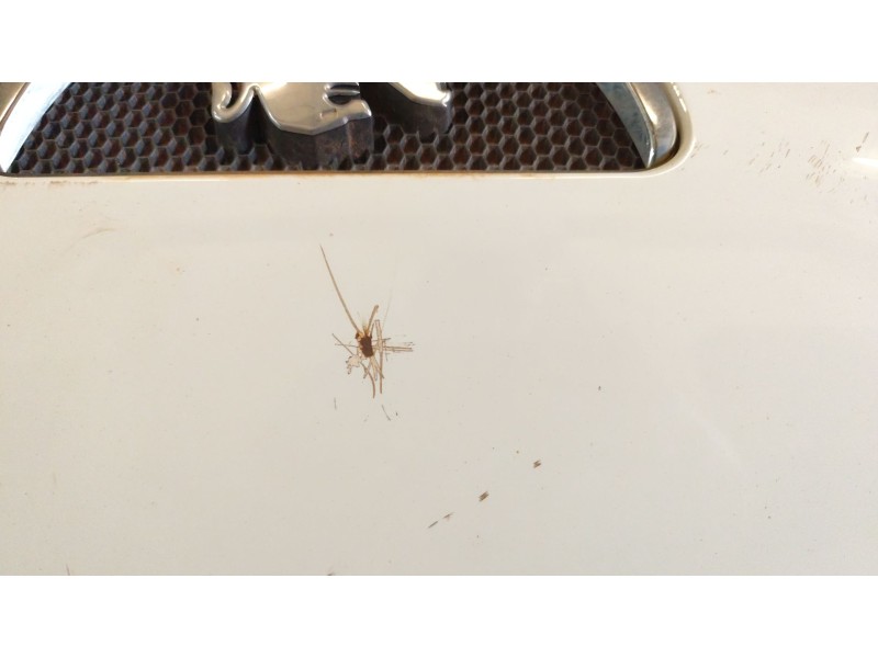 Recambio de capo para peugeot 107 urban move referencia OEM IAM   