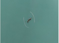 Recambio de aleta delantera izquierda para citroën berlingo multispace (b9) 1.6 hdi 75 16v referencia OEM IAM    2