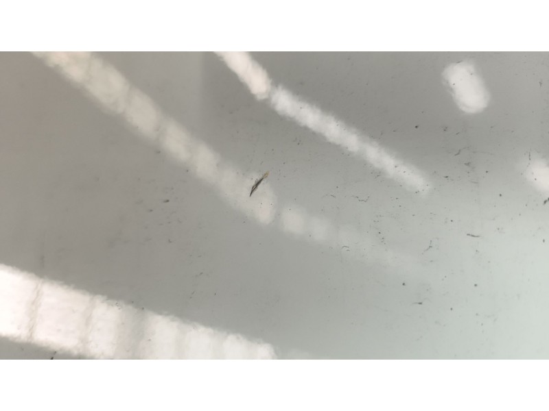 Recambio de puerta trasera izquierda para iveco daily vi furgoneta 33s16, 35s16, 35c16, 40c16, 50c16 referencia OEM IAM   