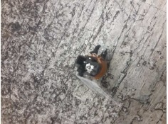 Recambio de encendedor para citroën c4 lim. seduction referencia OEM IAM 7394 3 PINS  2